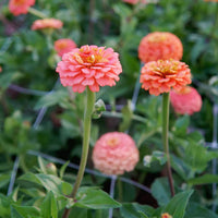 Zinnia- Oklahoma Salmon