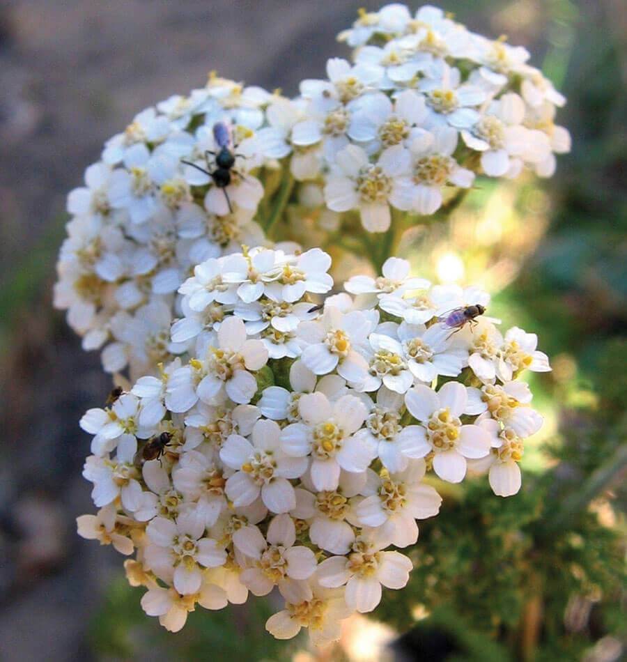 Yarrow