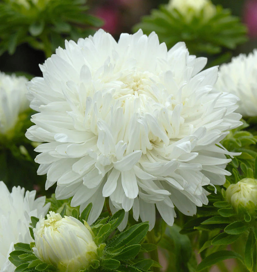 Tower White – China Aster Seed