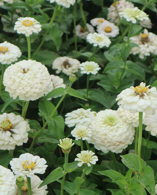 Zinnia- Oklahoma White