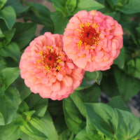 Zinnia- Oklahoma Salmon