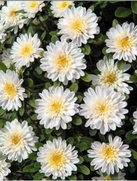 Aster- Standy Creamy White