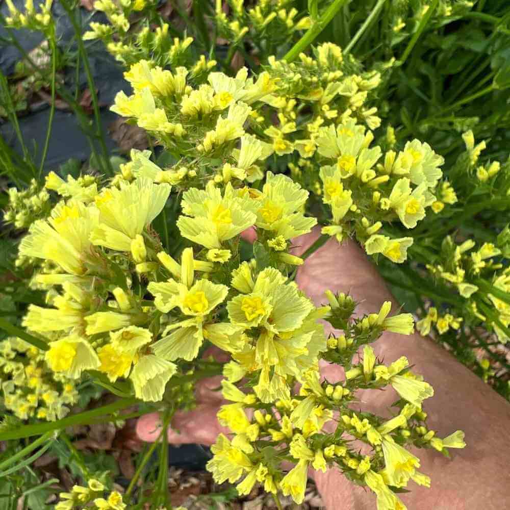 Seeker Light Yellow – Statice Seed