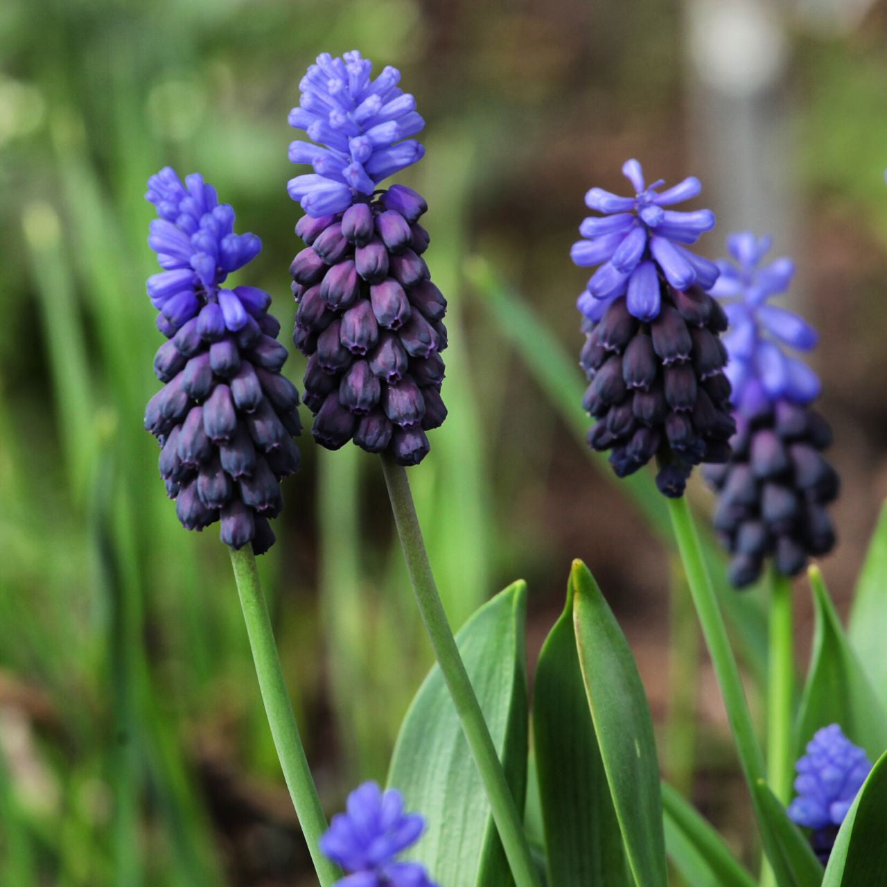 Muscari Latifolium Blue Bulbs