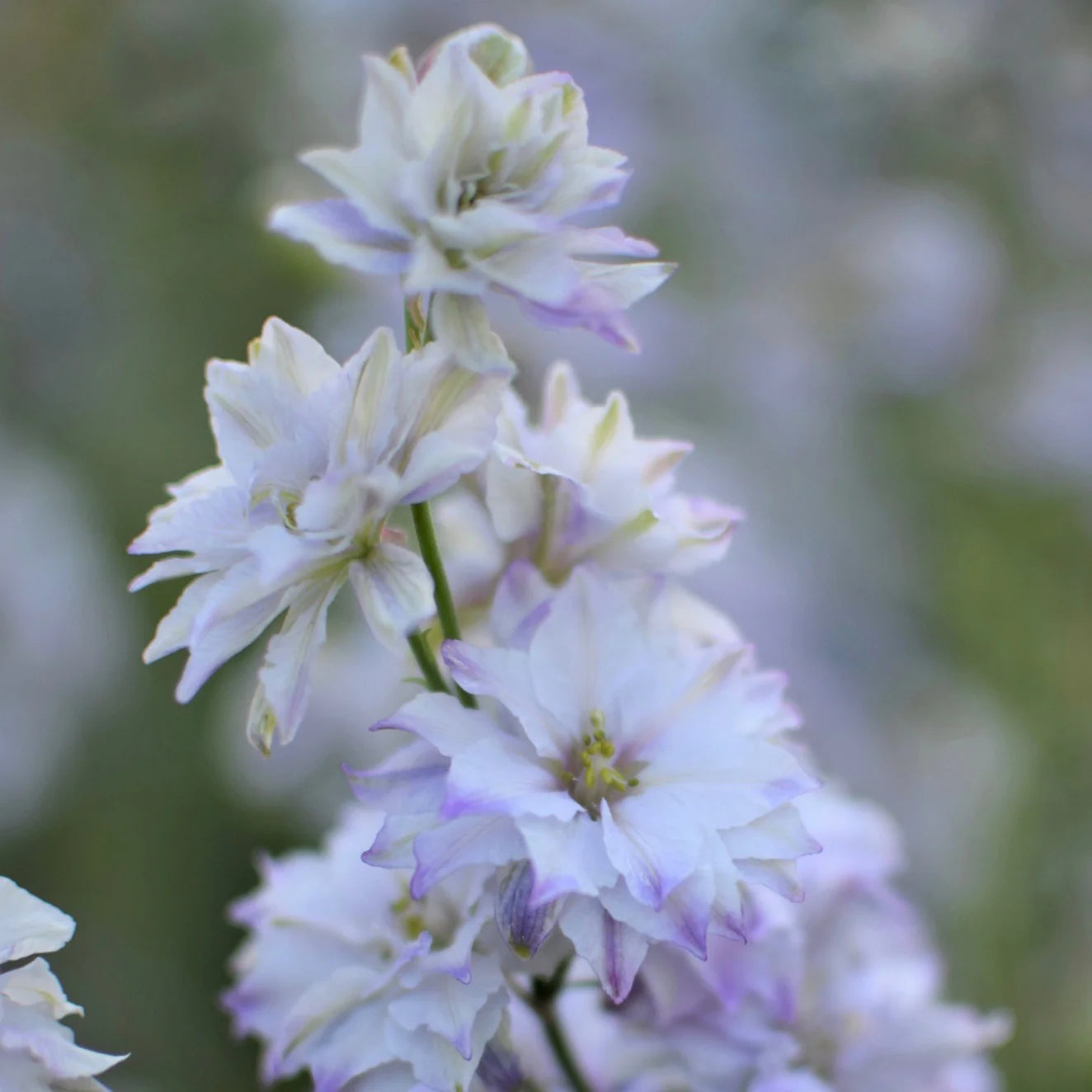 Fancy Smokey Eyes – Larkspur Seed