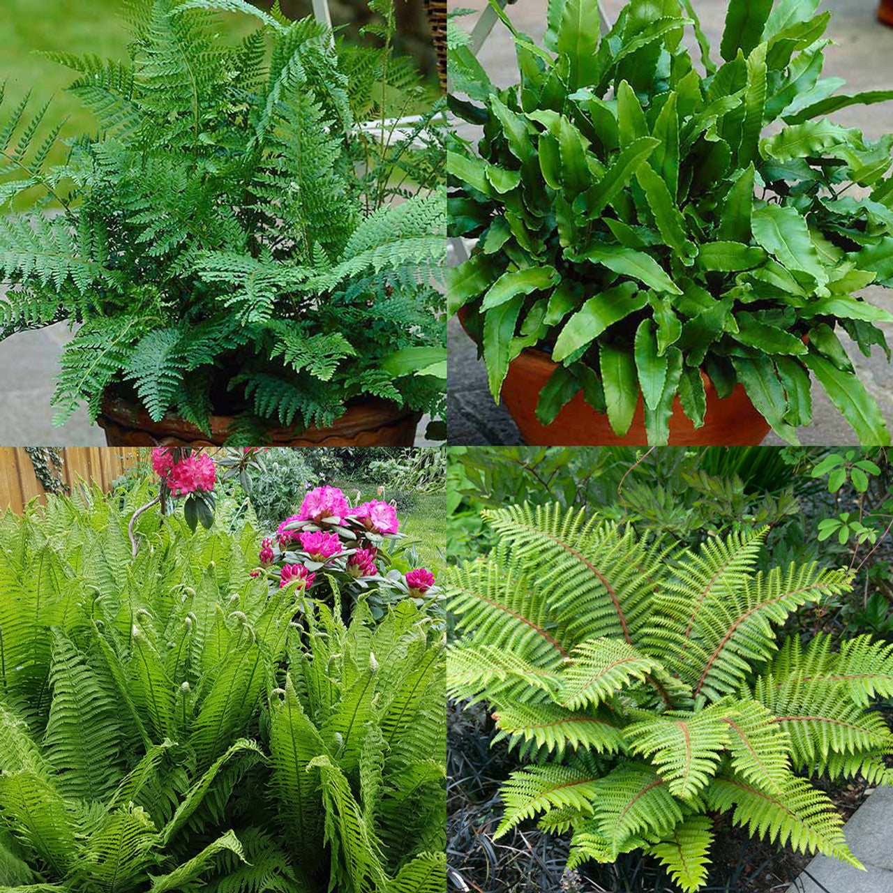 Hardy Fern Mixture