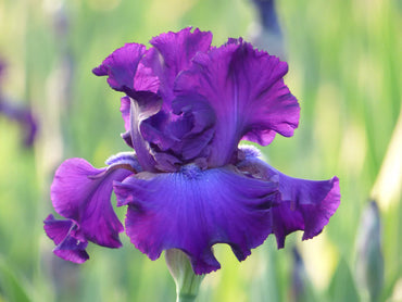 Titan's Glory Bearded Iris