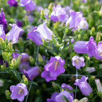 Champion Lavender – Campanula Seed