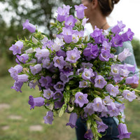 Champion Lavender – Campanula Seed