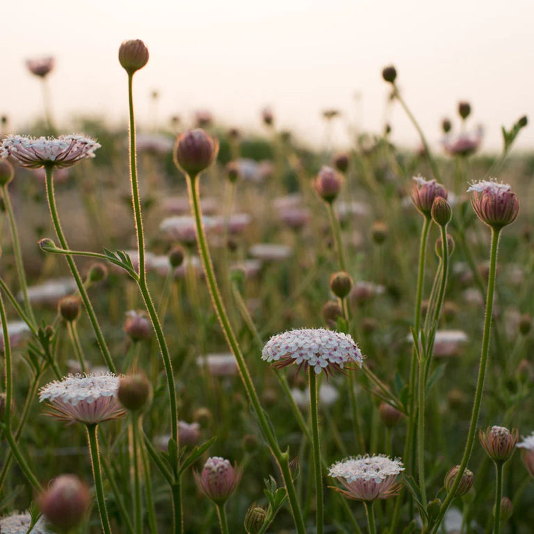 Lacy Pink – Organic Didiscus Seed