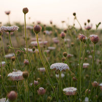 Lacy Pink – Organic Didiscus Seed