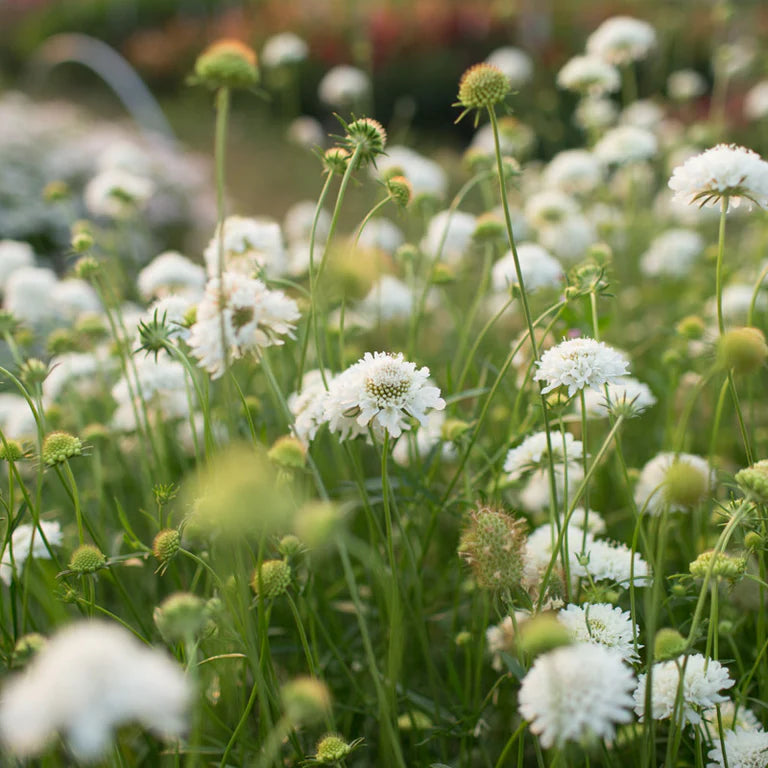 Snowmaiden – Scabiosa Seed