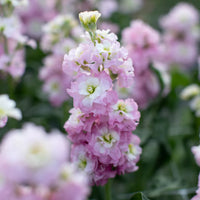 Antique Pink – Stock Seed