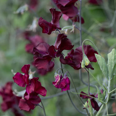 Midnight – Sweet Pea Seed