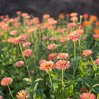 Zinnia- Benary's Giant Salmon Rose 250 seeds