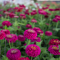 Zinnia- Benary's Giant Purple