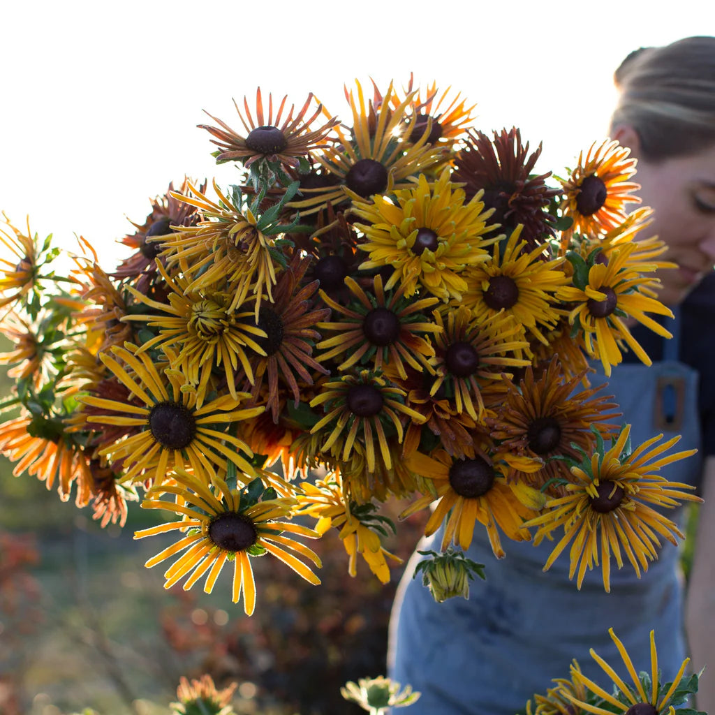 Chim Chiminee Mix – Rudbeckia Seed