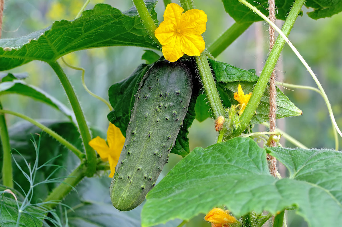 Cucumber- Green Gem