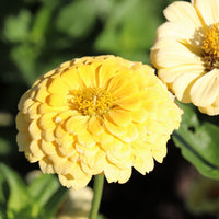 Giant Dahlia Flowered Creamy Yellow Zinnia