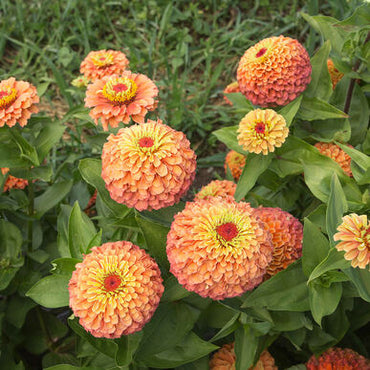 Zinnia- Queeny Lime with Orange