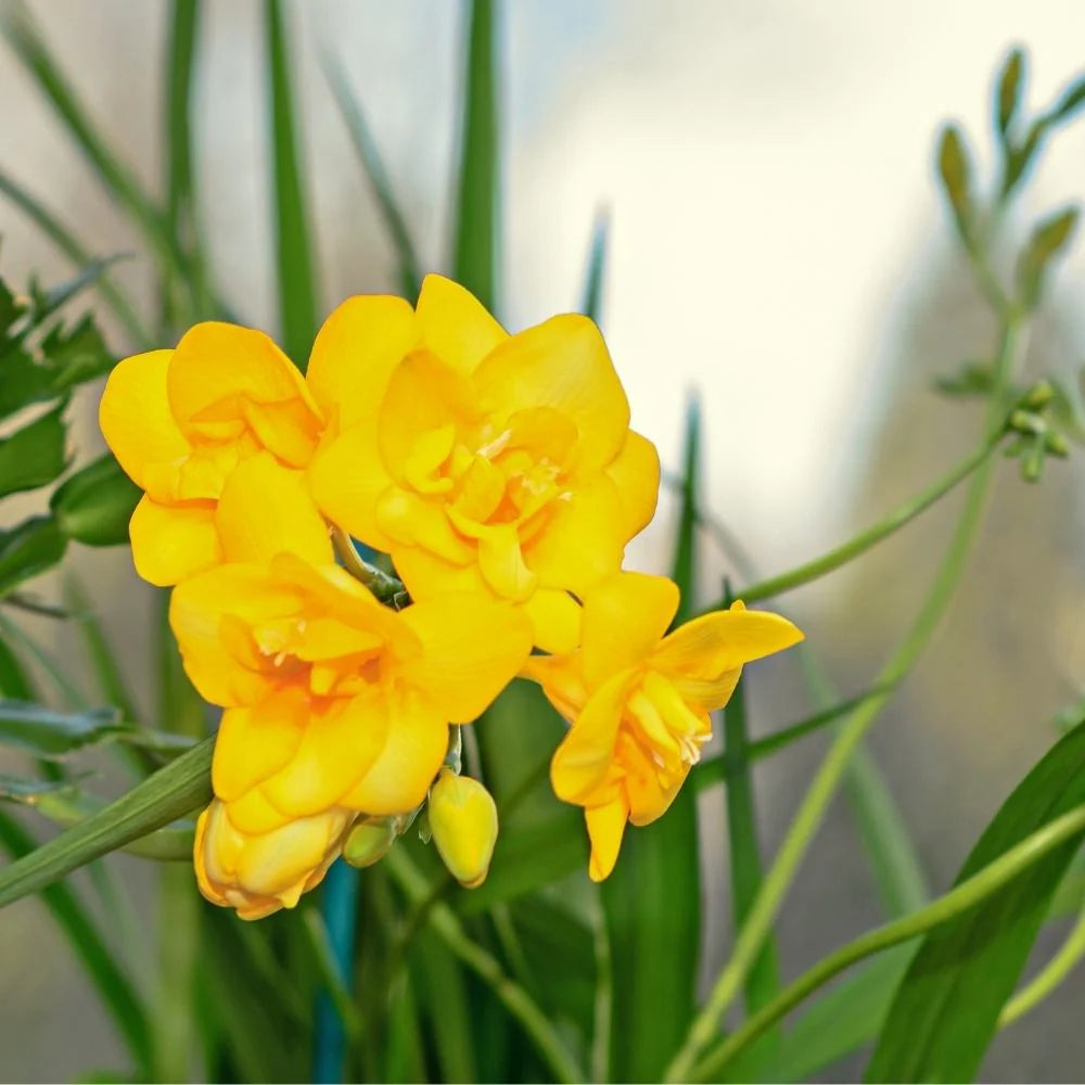 Freesia Yellow Bulb