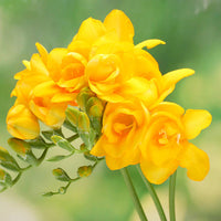 Freesia Yellow Bulb