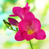 Freesia Pink Bulb