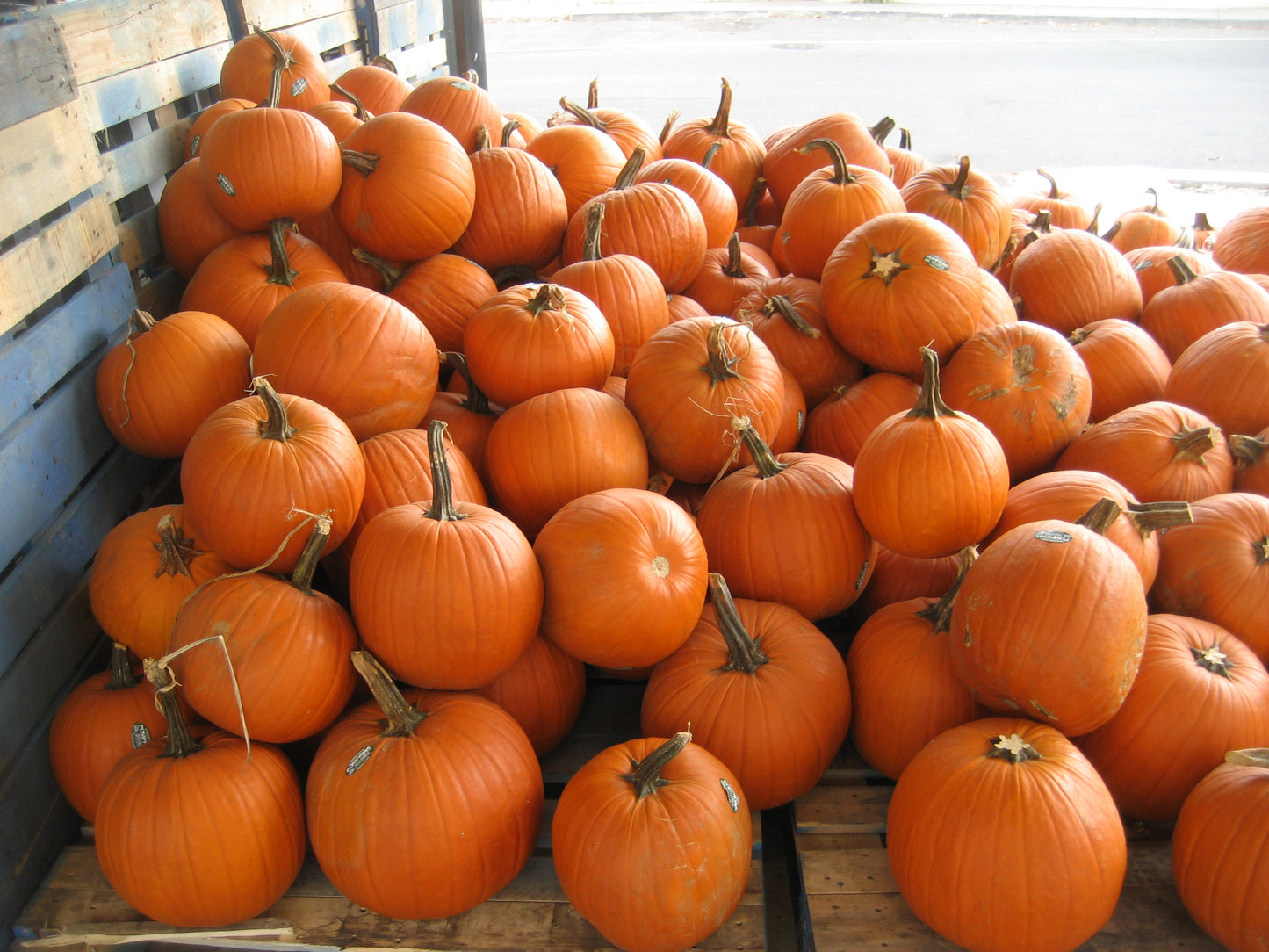 Pumpkin- Jack O' Lantern