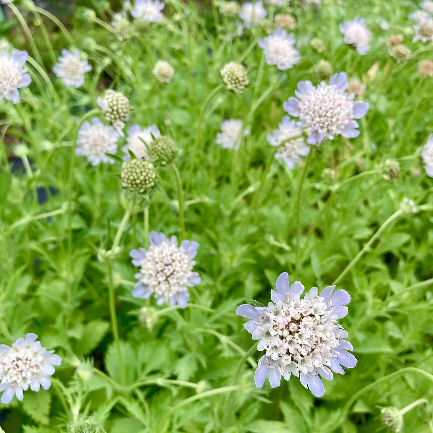 Starflower – Scabiosa Stellata