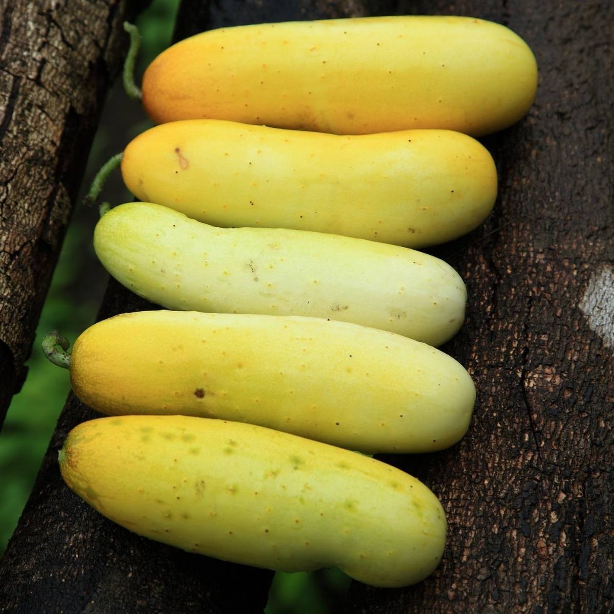 Cucumber- Giant Russian