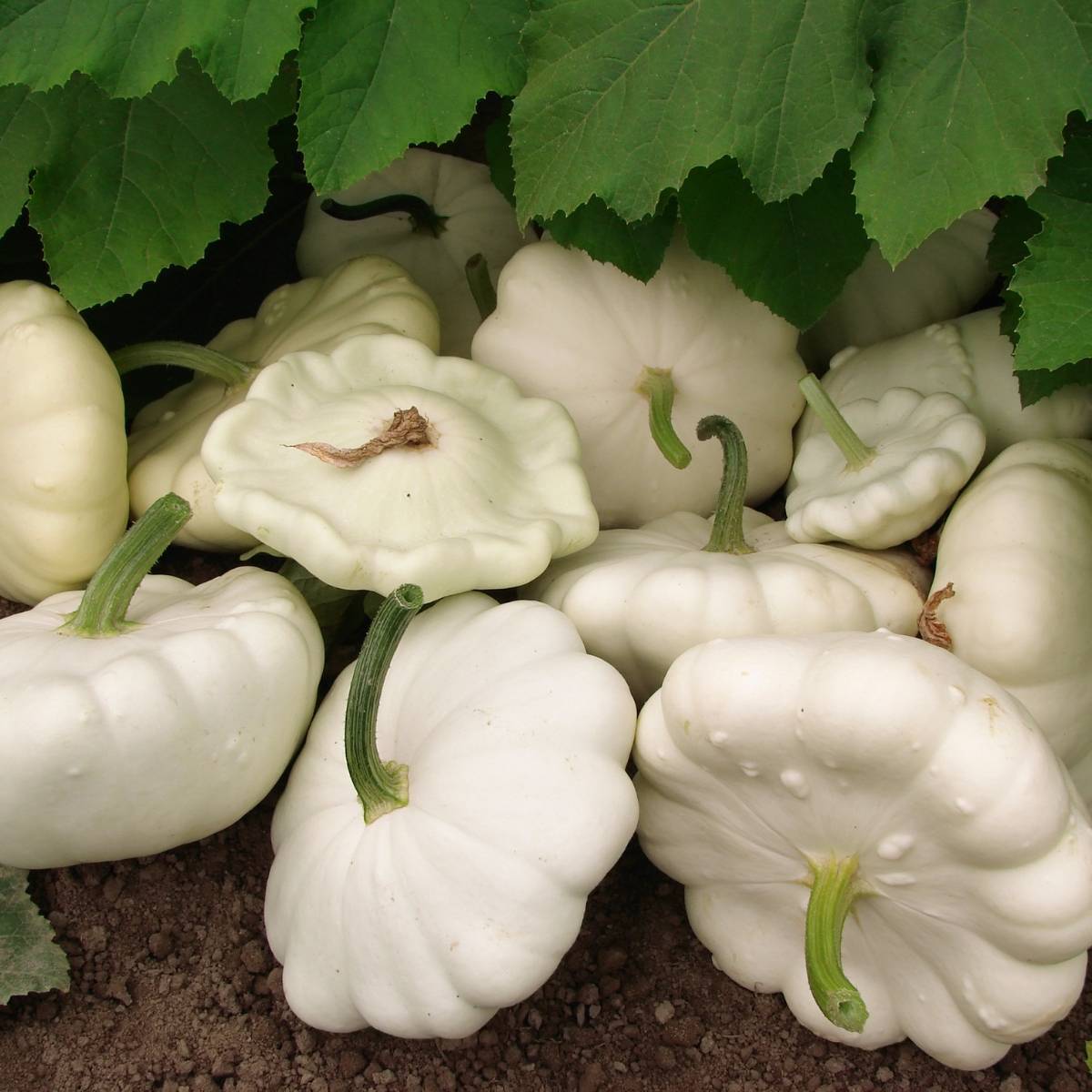 Summer Squash- Early White Bush Scallop