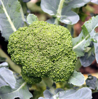 Broccoli- Albert