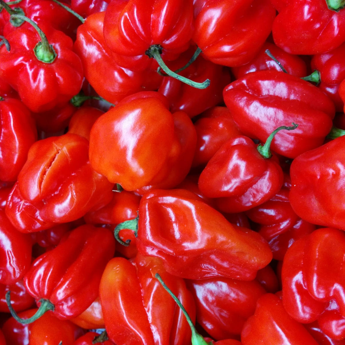 Chilli- Scotch Bonnet Red