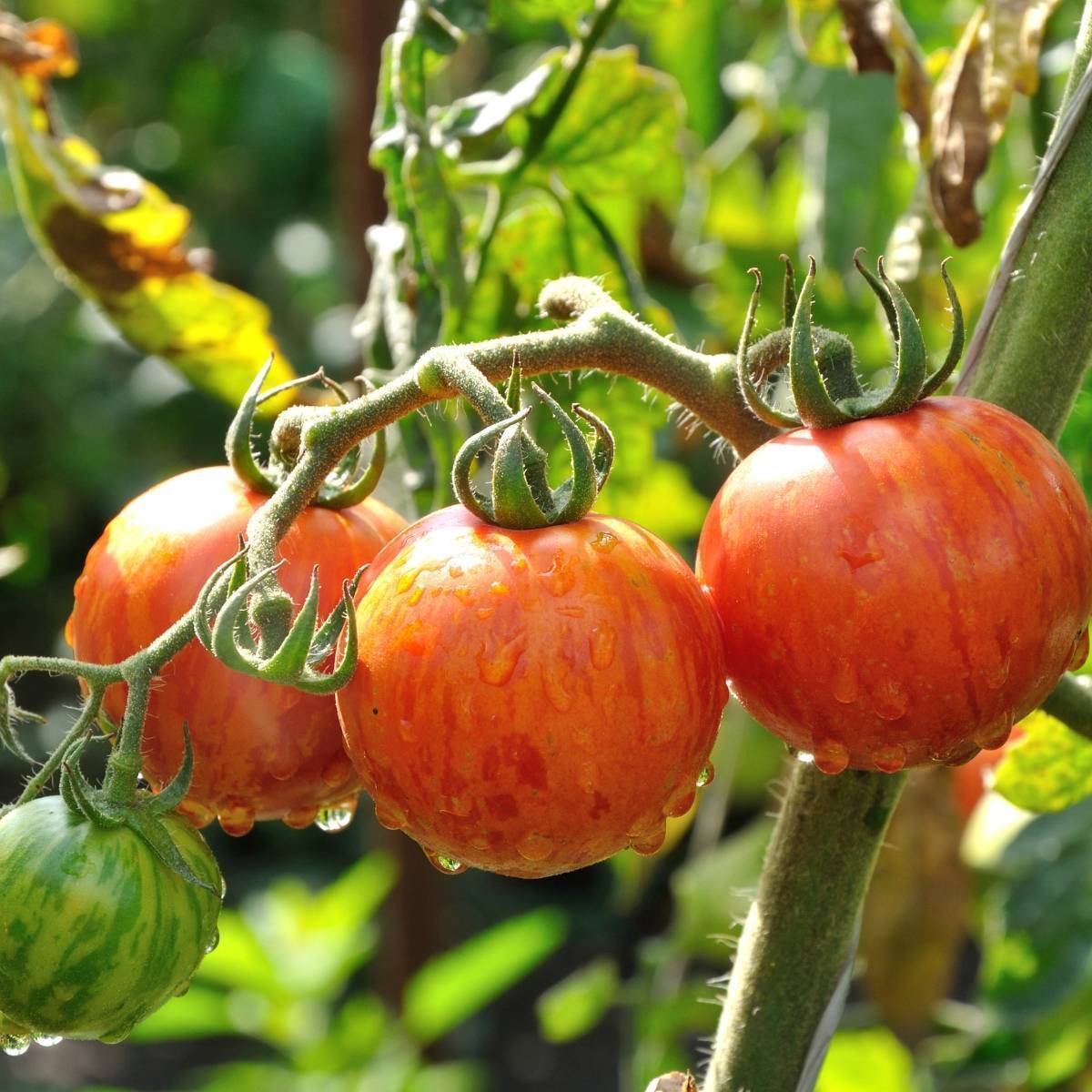 Tomato- Tigerella