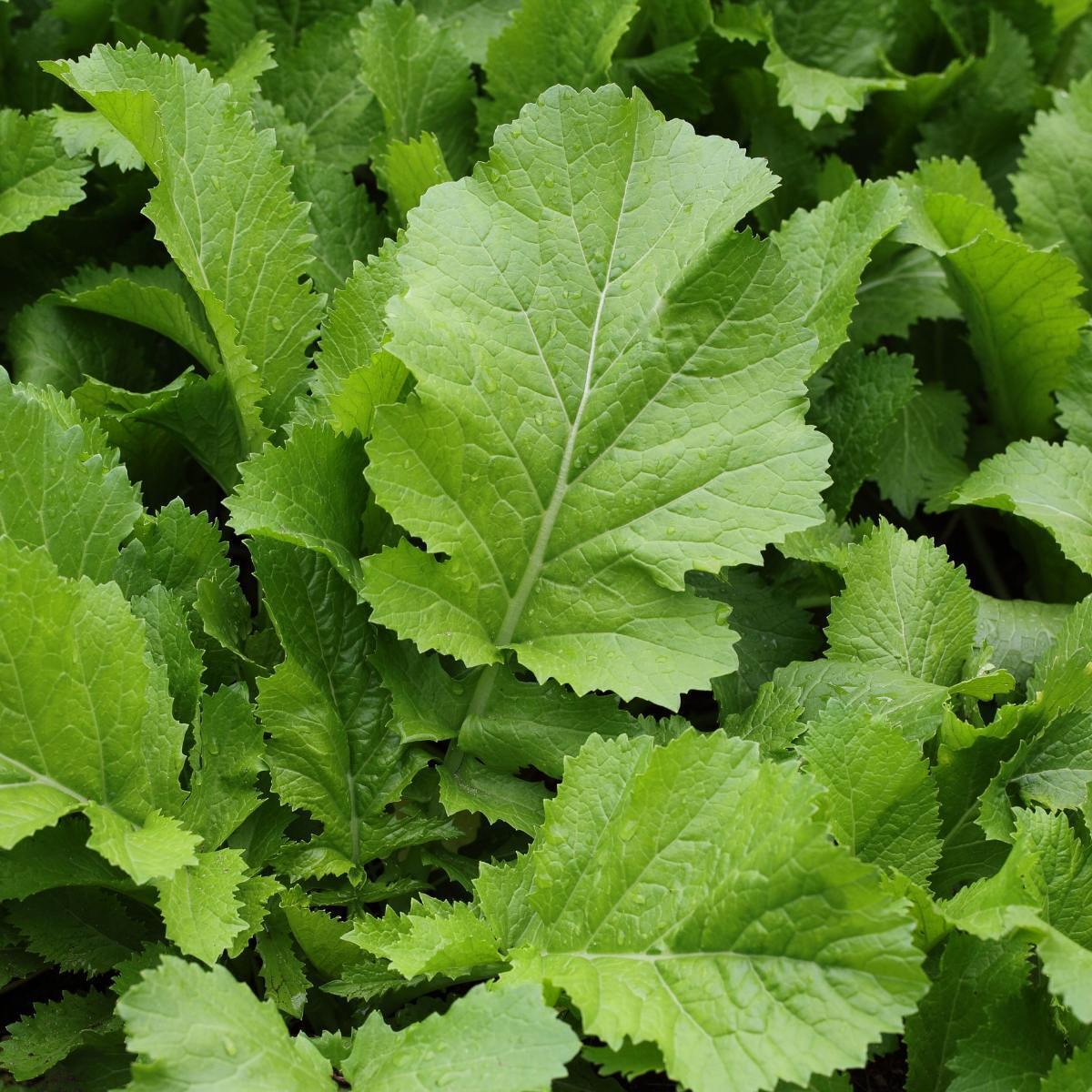 Mustard Greens- Horned