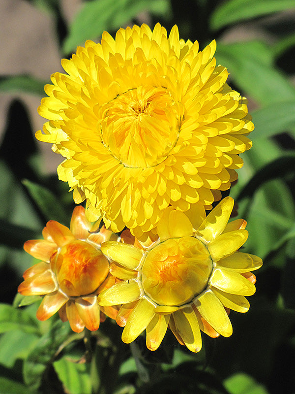 King Size Gold – Strawflower Seed