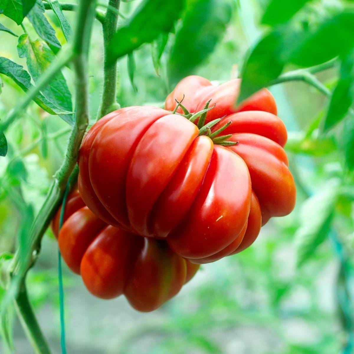 Tomato- Santorini