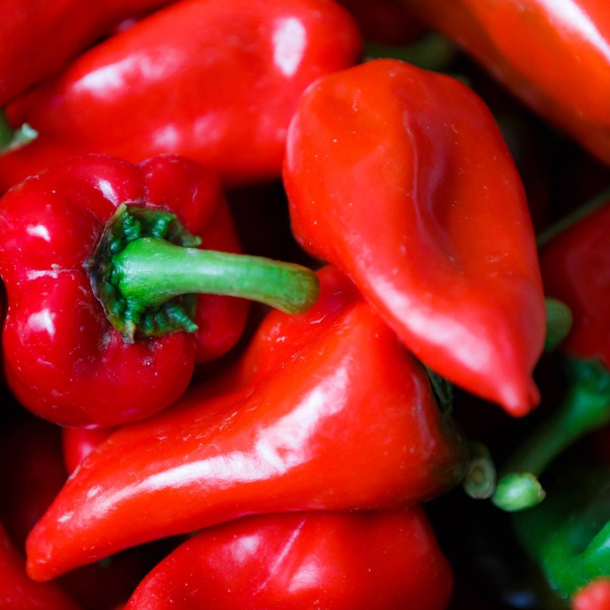 Capsicum- Pimento