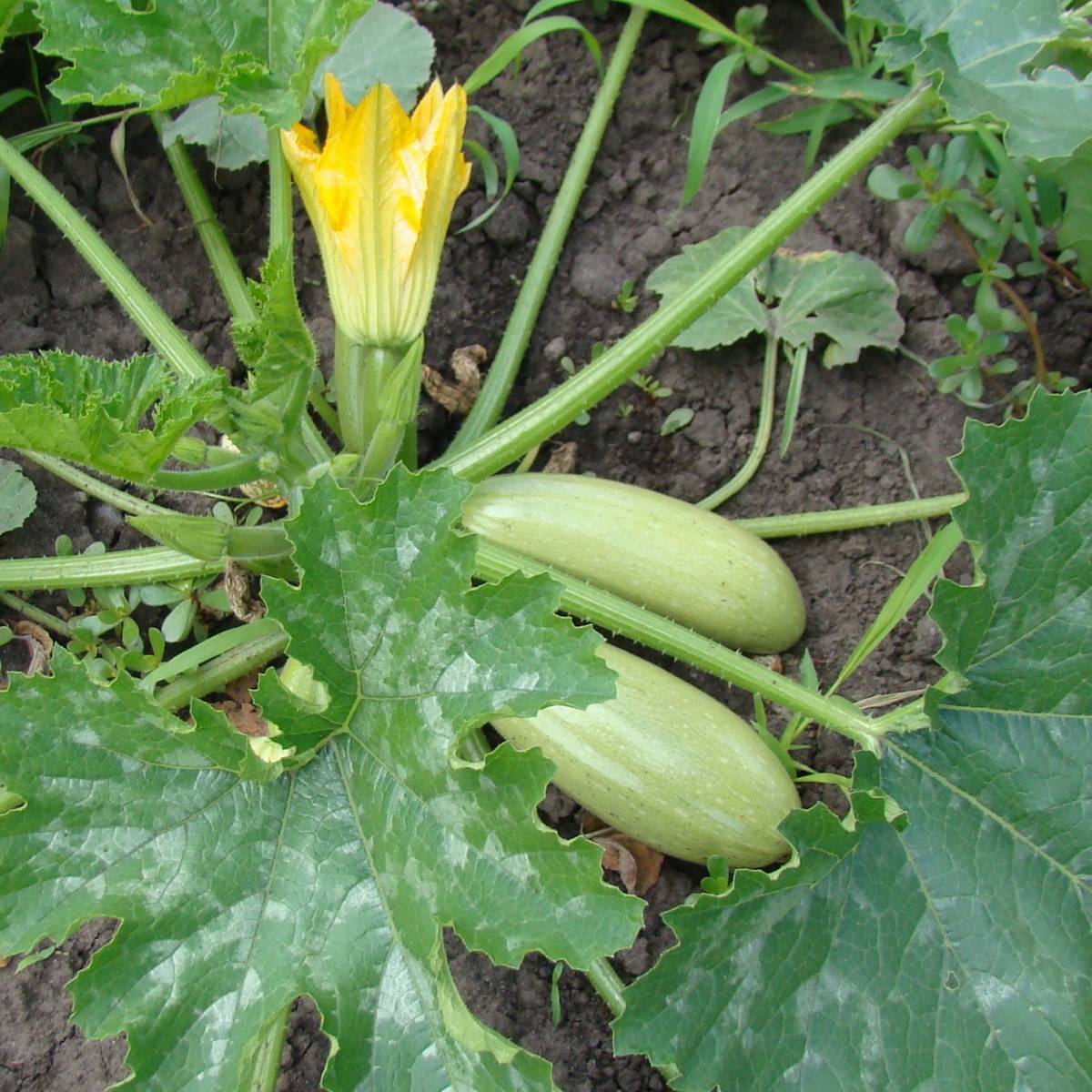 Zucchini- Lebanese