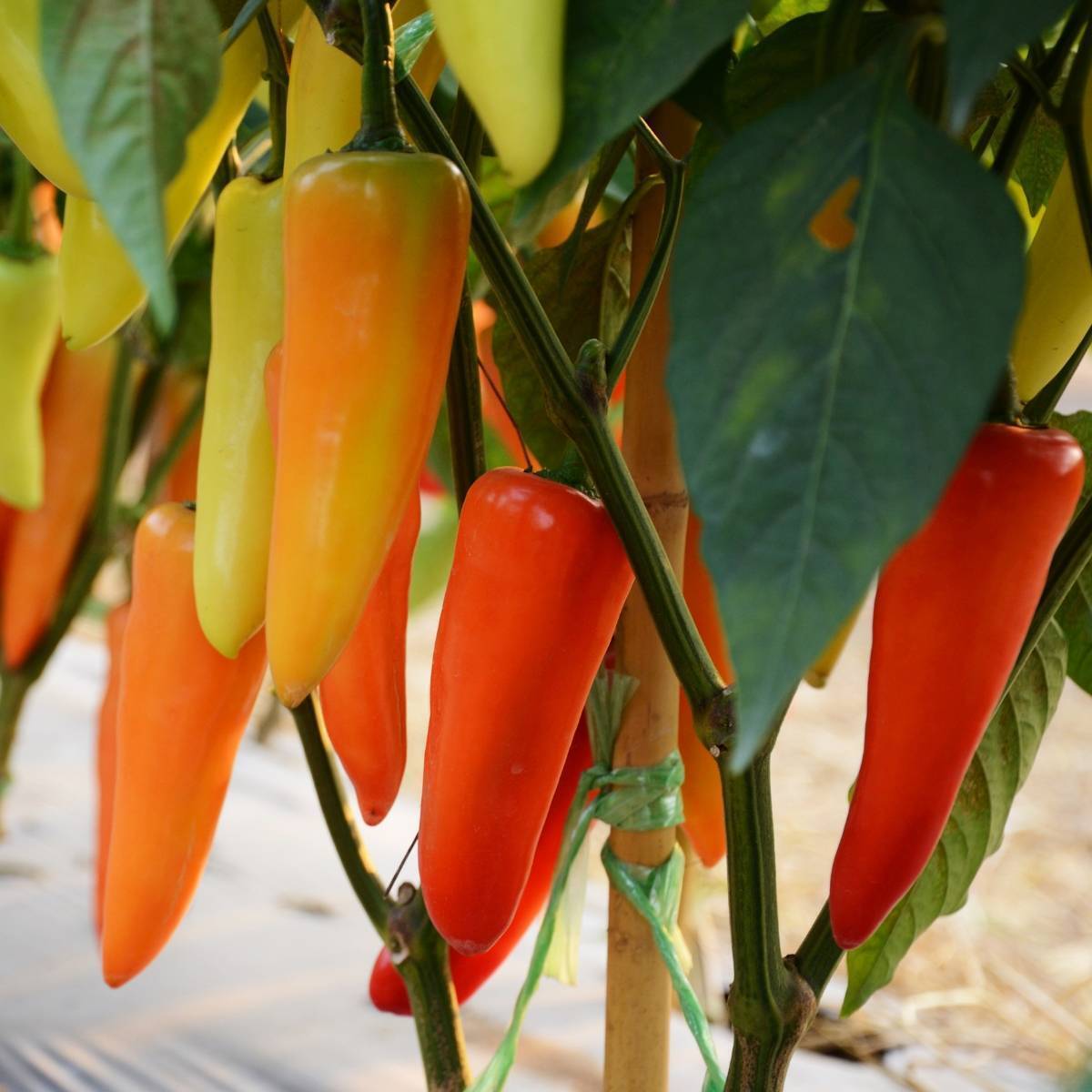 Capsicum- Hungarian Sweet Wax Red