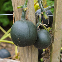 Winter Squash- Gem Rolet