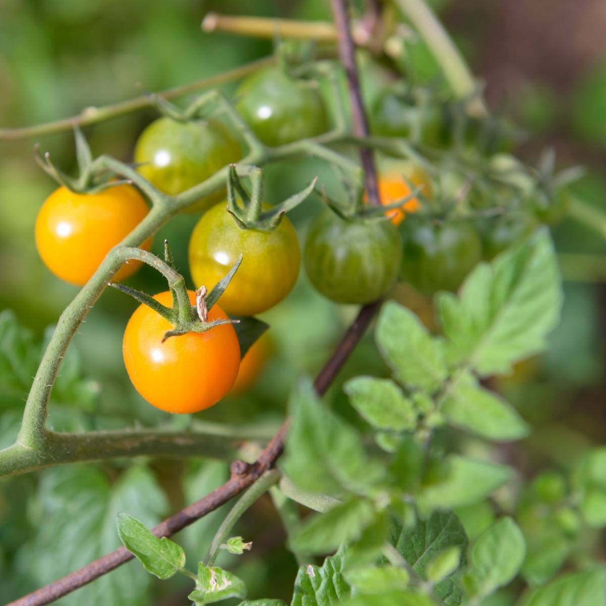 Tomato- Yellow Cherry Honey Bee