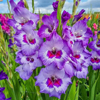 Vista Gladiolus