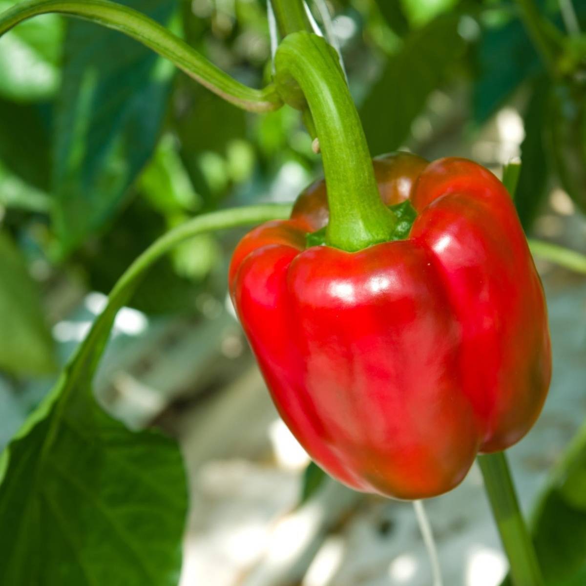 Capsicum- Big Red