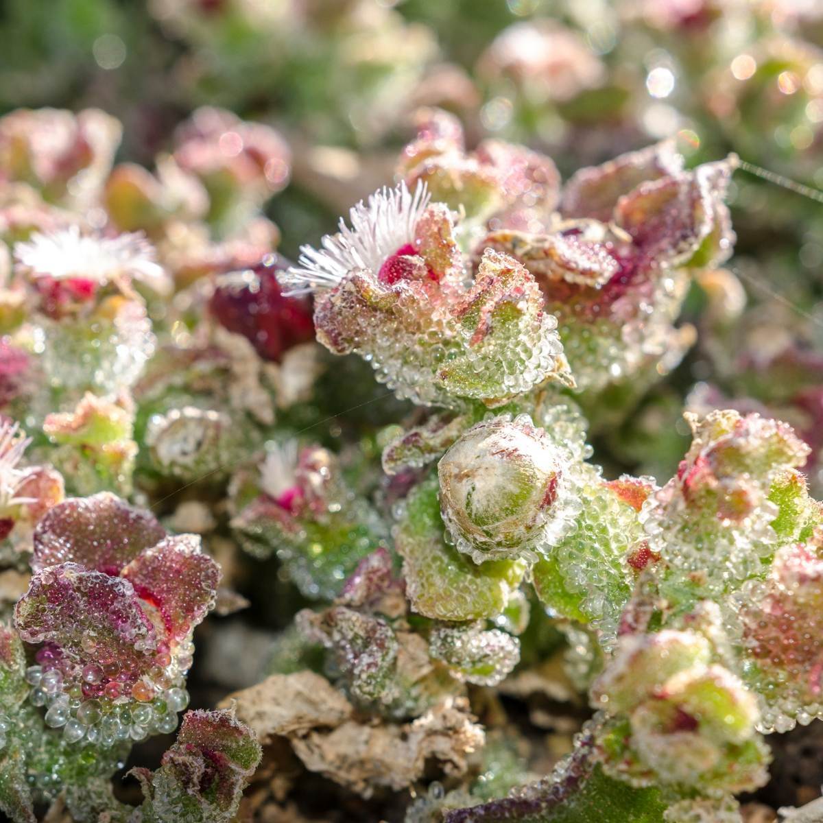 Ice Plant