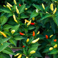 Chilli- Tabasco