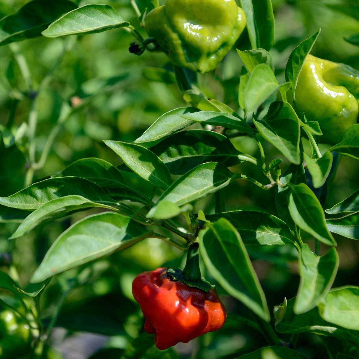 Chilli- Jamaican Red