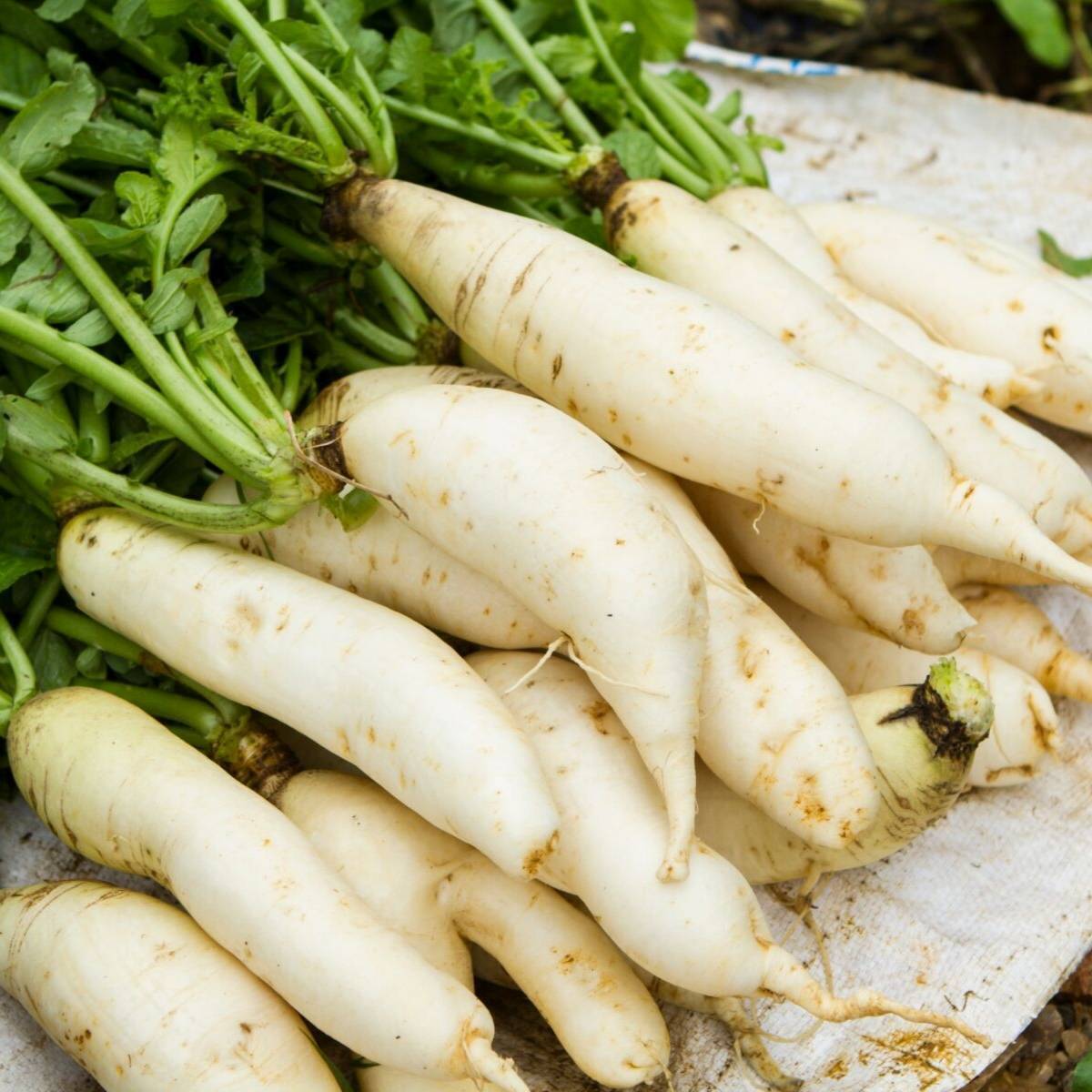 Radish- Minowase