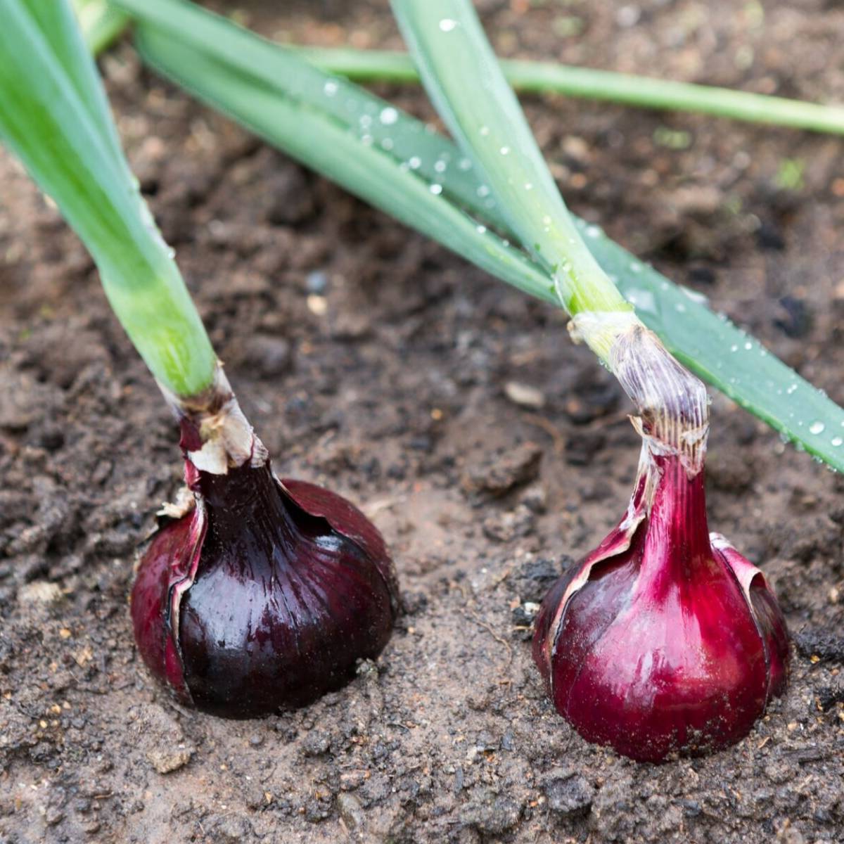 Onion- Red Rippa