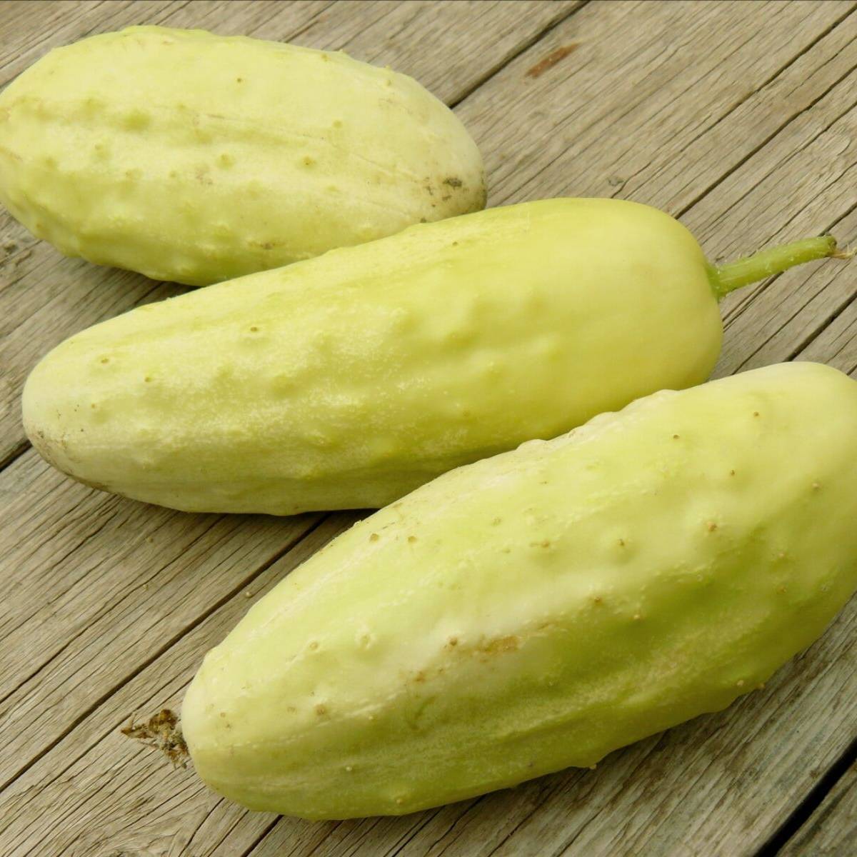 Cucumber- Mini White